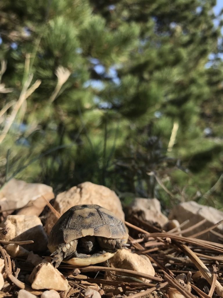Turtle on the hill Bag near Baška